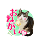 かわいいリアル猫スタンプ[PastelPop]（個別スタンプ：5）