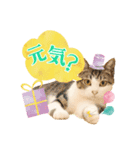 かわいいリアル猫スタンプ[PastelPop]（個別スタンプ：6）