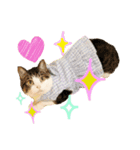 かわいいリアル猫スタンプ[PastelPop]（個別スタンプ：7）