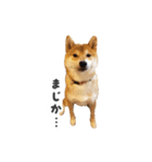 それいけ！こた兄さん（個別スタンプ：13）
