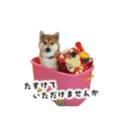 それいけ！こた兄さん（個別スタンプ：17）