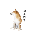 それいけ！こた兄さん（個別スタンプ：20）