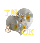 旅先で撮った写真とよく使う言葉達②バリ編（個別スタンプ：12）