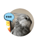 ダックスとオカメインコ（個別スタンプ：1）