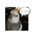 ダックスとオカメインコ（個別スタンプ：2）