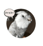 ダックスとオカメインコ（個別スタンプ：3）