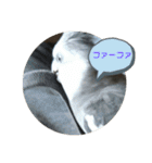 ダックスとオカメインコ（個別スタンプ：4）