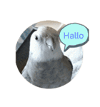 ダックスとオカメインコ（個別スタンプ：5）