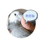 ダックスとオカメインコ（個別スタンプ：7）