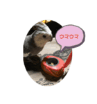 ダックスとオカメインコ（個別スタンプ：8）