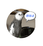 ダックスとオカメインコ（個別スタンプ：9）