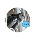 ダックスとオカメインコ（個別スタンプ：10）