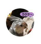 ダックスとオカメインコ（個別スタンプ：11）