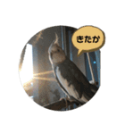 ダックスとオカメインコ（個別スタンプ：13）