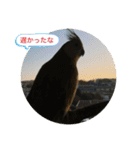 ダックスとオカメインコ（個別スタンプ：14）