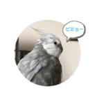 ダックスとオカメインコ（個別スタンプ：15）