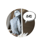 ダックスとオカメインコ（個別スタンプ：17）