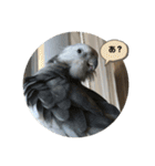 ダックスとオカメインコ（個別スタンプ：18）