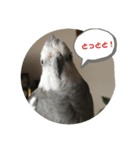 ダックスとオカメインコ（個別スタンプ：21）