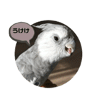 ダックスとオカメインコ（個別スタンプ：24）