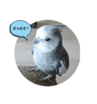 ダックスとオカメインコ（個別スタンプ：25）