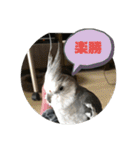 ダックスとオカメインコ（個別スタンプ：26）