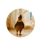 ダックスとオカメインコ（個別スタンプ：27）