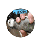 ダックスとオカメインコ（個別スタンプ：29）