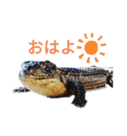うちの爬虫たち（個別スタンプ：7）
