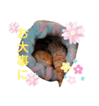うちの爬虫たち（個別スタンプ：13）