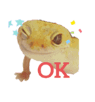 うちの爬虫たち（個別スタンプ：14）