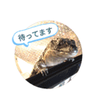 うちの爬虫たち（個別スタンプ：27）
