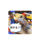 うちの爬虫たち（個別スタンプ：29）