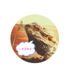 うちの爬虫たち（個別スタンプ：31）