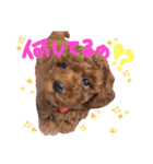 プードル＊ひな（個別スタンプ：1）