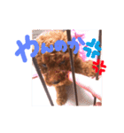 プードル＊ひな（個別スタンプ：2）