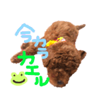プードル＊ひな（個別スタンプ：6）