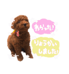 プードル＊ひな（個別スタンプ：9）