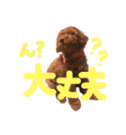 プードル＊ひな（個別スタンプ：10）