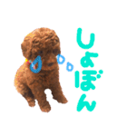 プードル＊ひな（個別スタンプ：11）