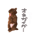 プードル＊ひな（個別スタンプ：13）