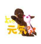 プードル＊ひな（個別スタンプ：14）
