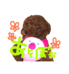 プードル＊ひな（個別スタンプ：16）