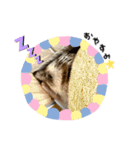#うにまろ（個別スタンプ：5）