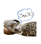 #うにまろ（個別スタンプ：7）