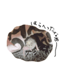 #うにまろ（個別スタンプ：9）