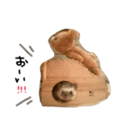 #うにまろ（個別スタンプ：12）