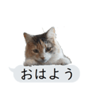 猫と犬の吹き出し（個別スタンプ：1）