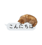 猫と犬の吹き出し（個別スタンプ：2）