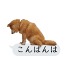 猫と犬の吹き出し（個別スタンプ：3）